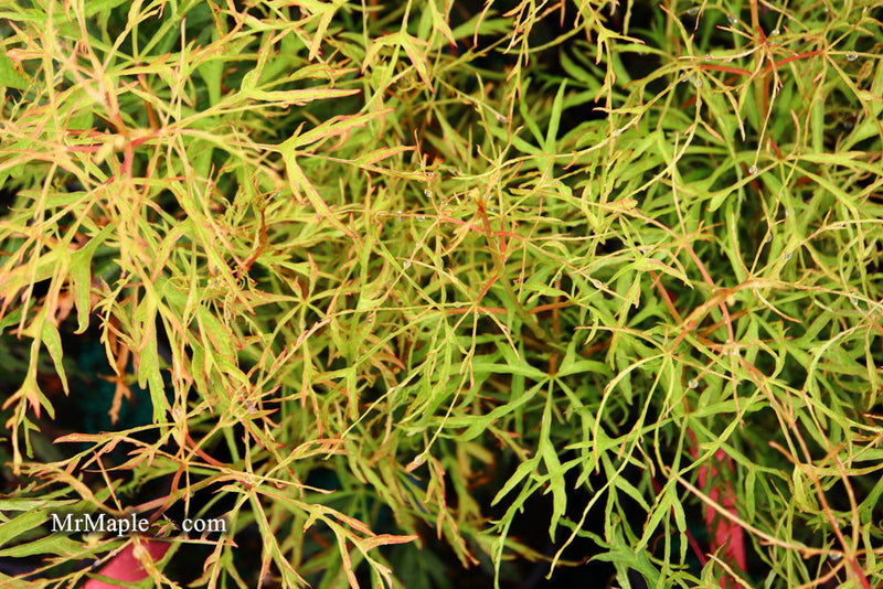 - Acer japonicum X 'Gossamer' Dwarf Full Moon Japanese Maple - Mr Maple │ Buy Japanese Maple Trees