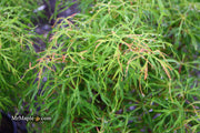 - Acer japonicum X 'Gossamer' Dwarf Full Moon Japanese Maple - Mr Maple │ Buy Japanese Maple Trees