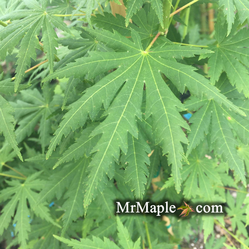 - Acer japonicum x palmatum 'Shuriken' Full Moon Japanese Maple - Mr Maple │ Buy Japanese Maple Trees