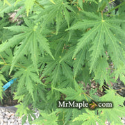 - Acer japonicum x palmatum 'Shuriken' Full Moon Japanese Maple - Mr Maple │ Buy Japanese Maple Trees
