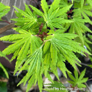 - Acer japonicum x palmatum 'Shuriken' Full Moon Japanese Maple - Mr Maple │ Buy Japanese Maple Trees