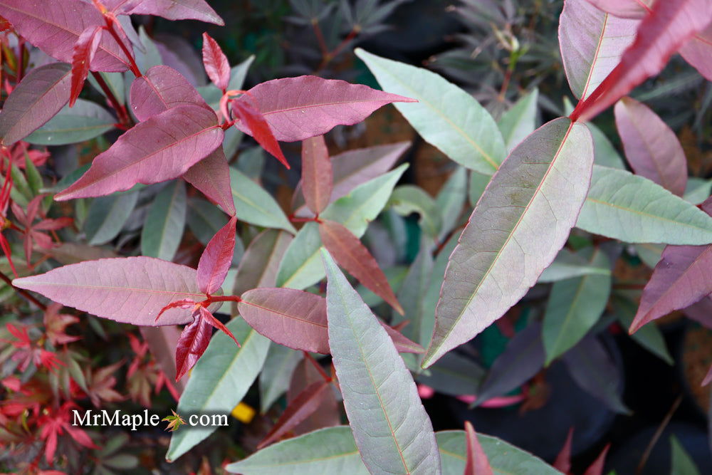 Buy Acer pictum 'Naguri nishiki' Batwing Maple — Mr Maple │ Buy