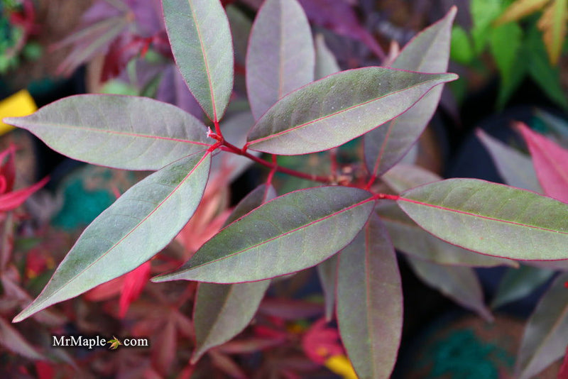 - Acer laevigatum ‘Hong Long’ Evergreen Chinese Maple - Mr Maple │ Buy Japanese Maple Trees