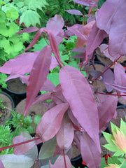 - Acer laevigatum ‘Hong Long’ Evergreen Chinese Maple - Mr Maple │ Buy Japanese Maple Trees