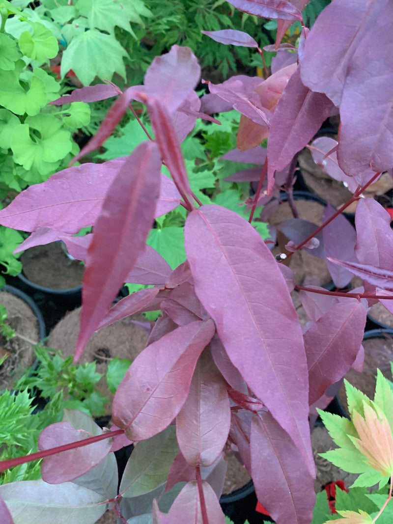 - Acer laevigatum ‘Hong Long’ Evergreen Chinese Maple - Mr Maple │ Buy Japanese Maple Trees