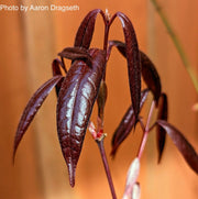 - Acer laevigatum ‘Hong Long’ Evergreen Chinese Maple - Mr Maple │ Buy Japanese Maple Trees