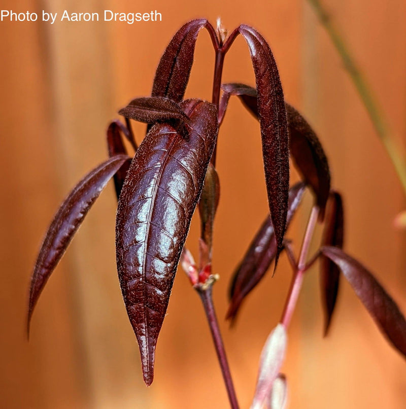 - Acer laevigatum ‘Hong Long’ Evergreen Chinese Maple - Mr Maple │ Buy Japanese Maple Trees