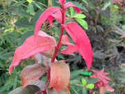 - Acer laevigatum ‘Hong Long’ Evergreen Chinese Maple - Mr Maple │ Buy Japanese Maple Trees