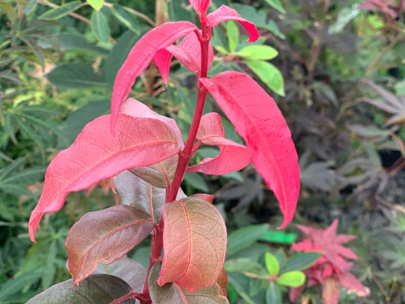 - Acer laevigatum ‘Hong Long’ Evergreen Chinese Maple - Mr Maple │ Buy Japanese Maple Trees