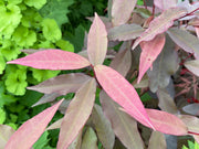 - Acer laevigatum ‘Hong Long’ Evergreen Chinese Maple - Mr Maple │ Buy Japanese Maple Trees