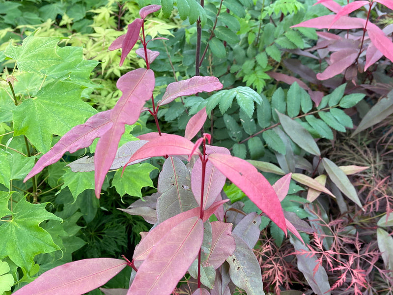 - Acer laevigatum ‘Hong Long’ Evergreen Chinese Maple - Mr Maple │ Buy Japanese Maple Trees