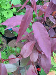 - Acer laevigatum ‘Hong Long’ Evergreen Chinese Maple - Mr Maple │ Buy Japanese Maple Trees