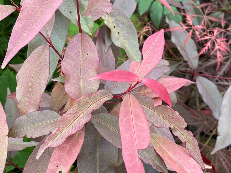 - Acer laevigatum ‘Hong Long’ Evergreen Chinese Maple - Mr Maple │ Buy Japanese Maple Trees