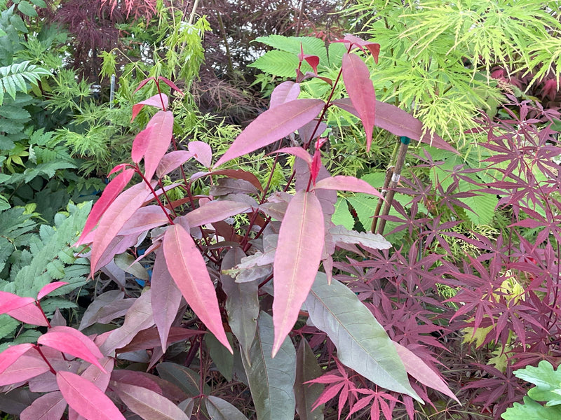 - Acer laevigatum ‘Hong Long’ Evergreen Chinese Maple - Mr Maple │ Buy Japanese Maple Trees