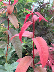 - Acer laevigatum ‘Hong Long’ Evergreen Chinese Maple - Mr Maple │ Buy Japanese Maple Trees