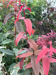 - Acer laevigatum ‘Hong Long’ Evergreen Chinese Maple - Mr Maple │ Buy Japanese Maple Trees