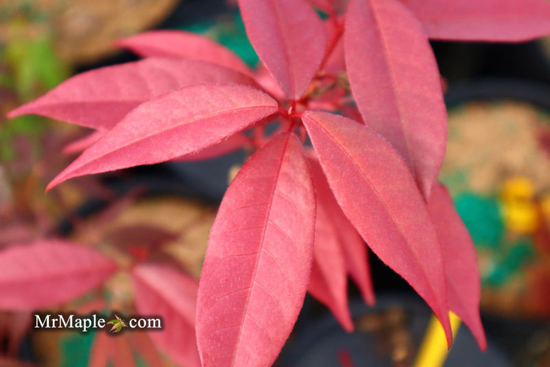 - Acer laevigatum ‘Hong Long’ Evergreen Chinese Maple - Mr Maple │ Buy Japanese Maple Trees