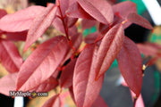 - Acer laevigatum ‘Hong Long’ Evergreen Chinese Maple - Mr Maple │ Buy Japanese Maple Trees