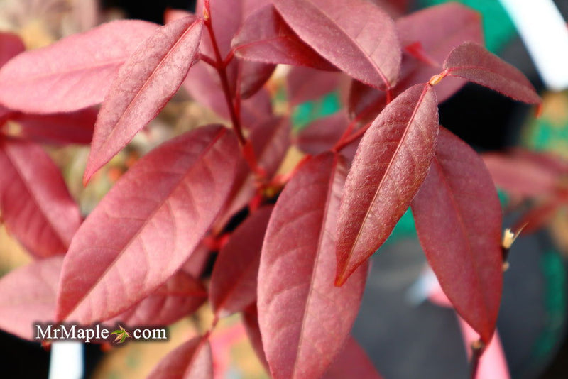 - Acer laevigatum ‘Hong Long’ Evergreen Chinese Maple - Mr Maple │ Buy Japanese Maple Trees