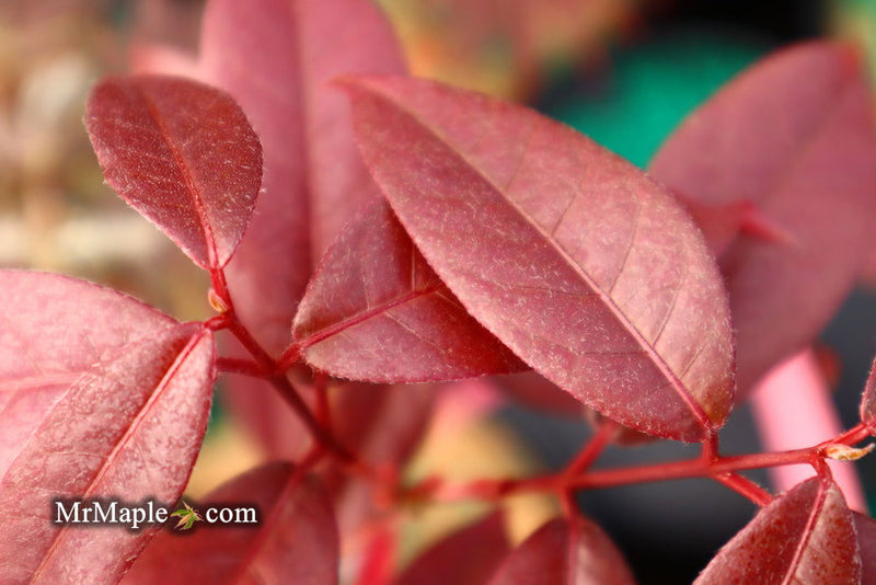 - Acer laevigatum ‘Hong Long’ Evergreen Chinese Maple - Mr Maple │ Buy Japanese Maple Trees