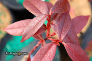 - Acer laevigatum ‘Hong Long’ Evergreen Chinese Maple - Mr Maple │ Buy Japanese Maple Trees