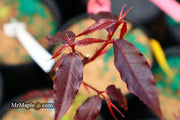- Acer laevigatum ‘Hong Long’ Evergreen Chinese Maple - Mr Maple │ Buy Japanese Maple Trees