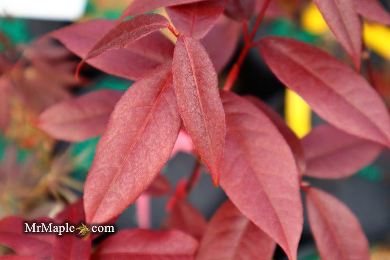 - Acer laevigatum ‘Hong Long’ Evergreen Chinese Maple - Mr Maple │ Buy Japanese Maple Trees