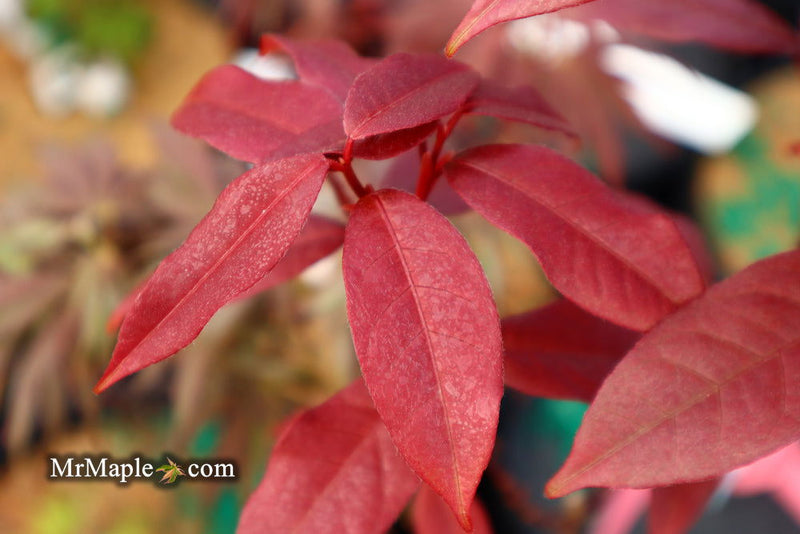- Acer laevigatum ‘Hong Long’ Evergreen Chinese Maple - Mr Maple │ Buy Japanese Maple Trees