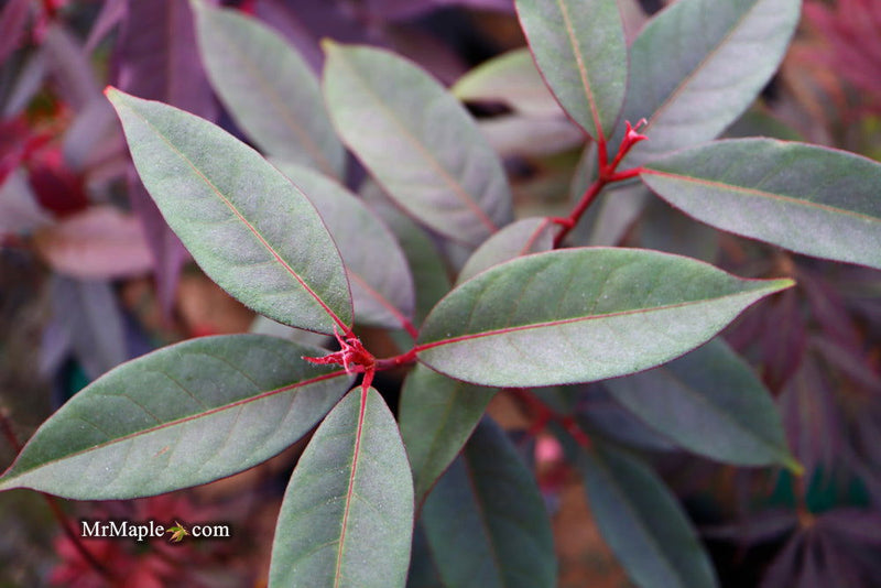 - Acer laevigatum ‘Hong Long’ Evergreen Chinese Maple - Mr Maple │ Buy Japanese Maple Trees