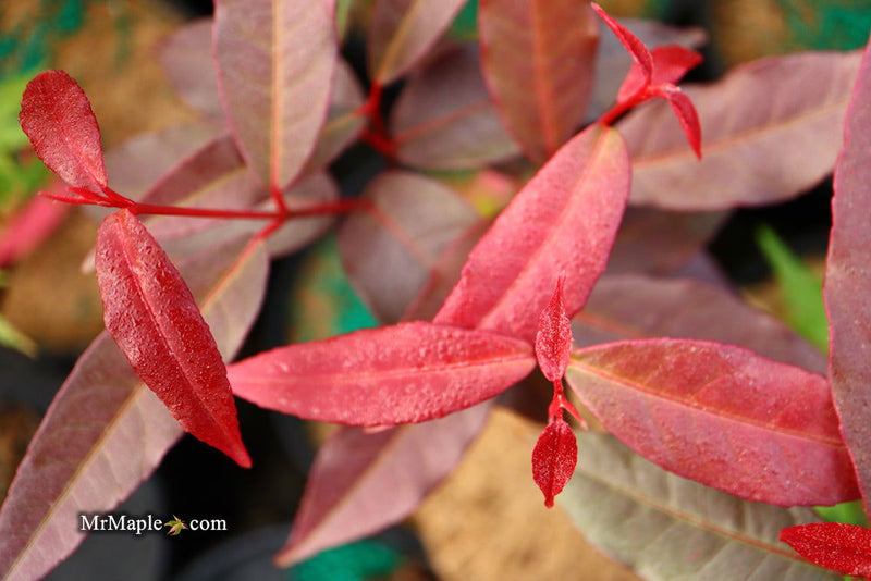 - Acer laevigatum ‘Hong Long’ Evergreen Chinese Maple - Mr Maple │ Buy Japanese Maple Trees