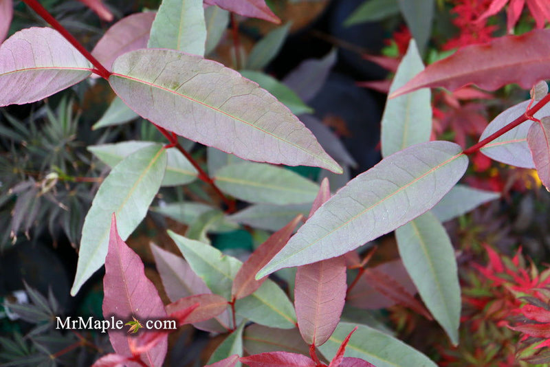 - Acer laevigatum ‘Hong Long’ Evergreen Chinese Maple - Mr Maple │ Buy Japanese Maple Trees