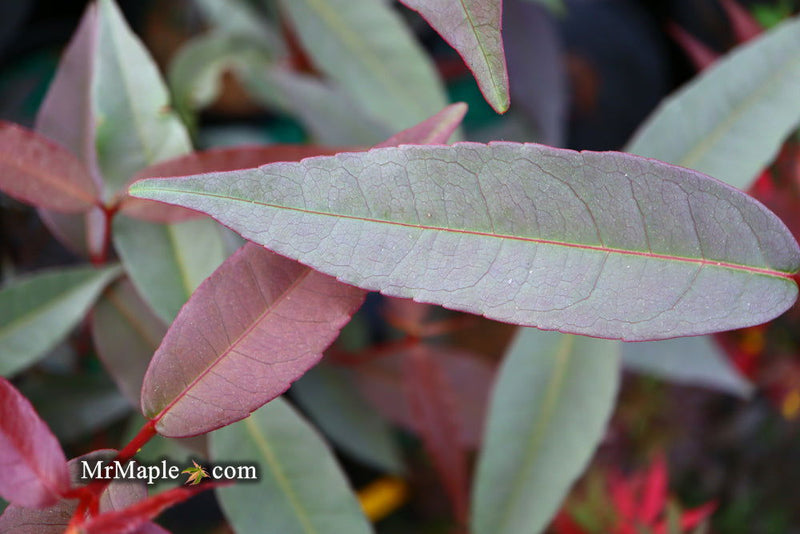 - Acer laevigatum ‘Hong Long’ Evergreen Chinese Maple - Mr Maple │ Buy Japanese Maple Trees