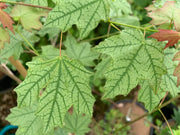 - Acer leucoderme 'Confederate Ghost' Variegated Chalk Maple - Mr Maple │ Buy Japanese Maple Trees
