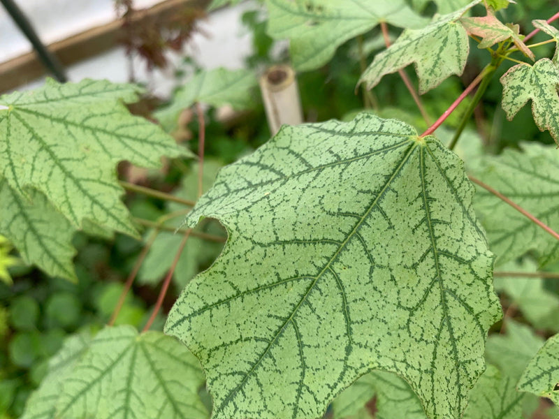 - Acer leucoderme 'Confederate Ghost' Variegated Chalk Maple - Mr Maple │ Buy Japanese Maple Trees