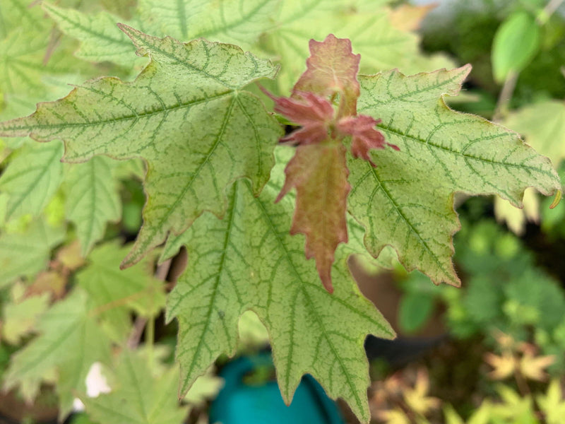 - Acer leucoderme 'Confederate Ghost' Variegated Chalk Maple - Mr Maple │ Buy Japanese Maple Trees