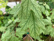 - Acer leucoderme 'Confederate Ghost' Variegated Chalk Maple - Mr Maple │ Buy Japanese Maple Trees