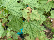 - Acer leucoderme 'Confederate Ghost' Variegated Chalk Maple - Mr Maple │ Buy Japanese Maple Trees