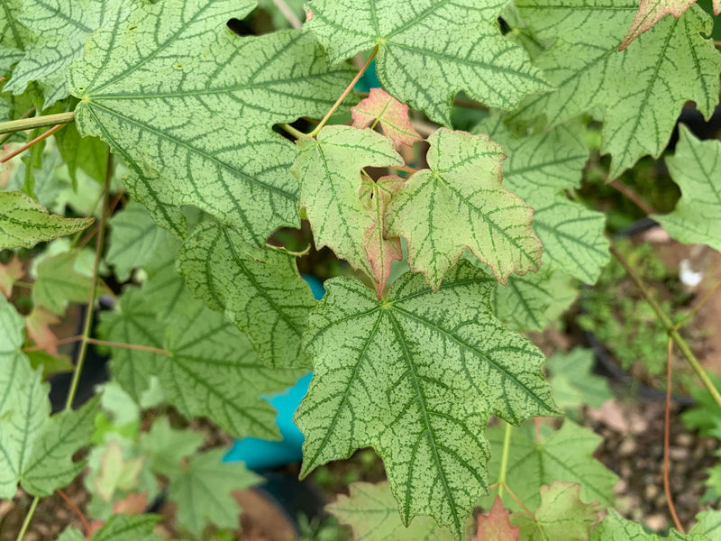 - Acer leucoderme 'Confederate Ghost' Variegated Chalk Maple - Mr Maple │ Buy Japanese Maple Trees