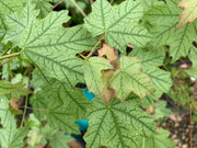 - Acer leucoderme 'Confederate Ghost' Variegated Chalk Maple - Mr Maple │ Buy Japanese Maple Trees