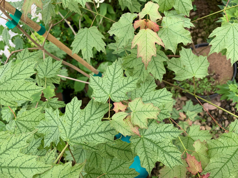 - Acer leucoderme 'Confederate Ghost' Variegated Chalk Maple - Mr Maple │ Buy Japanese Maple Trees