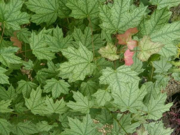 - Acer leucoderme 'Confederate Ghost' Variegated Chalk Maple - Mr Maple │ Buy Japanese Maple Trees