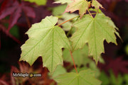 - Acer leucoderme 'Confederate Ghost' Variegated Chalk Maple - Mr Maple │ Buy Japanese Maple Trees