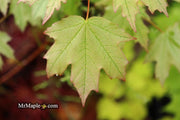 - Acer leucoderme 'Confederate Ghost' Variegated Chalk Maple - Mr Maple │ Buy Japanese Maple Trees