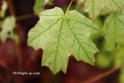 - Acer leucoderme 'Confederate Ghost' Variegated Chalk Maple - Mr Maple │ Buy Japanese Maple Trees