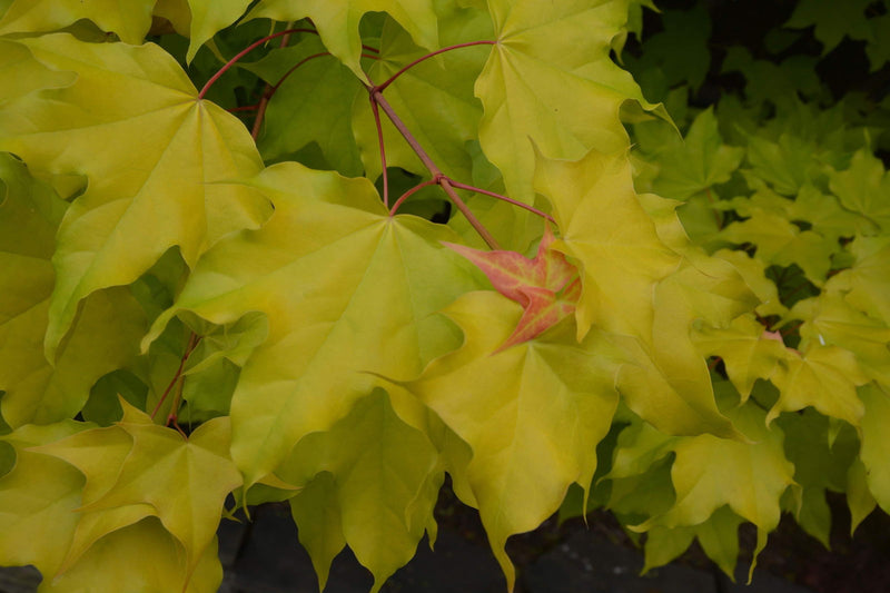 - Acer longipes 'Gold Coin' Golden Maple - Mr Maple │ Buy Japanese Maple Trees