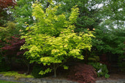 - Acer longipes 'Gold Coin' Golden Maple - Mr Maple │ Buy Japanese Maple Trees