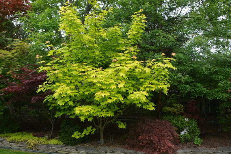 - Acer longipes 'Gold Coin' Golden Maple - Mr Maple │ Buy Japanese Maple Trees