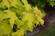 - Acer longipes 'Gold Coin' Golden Maple - Mr Maple │ Buy Japanese Maple Trees
