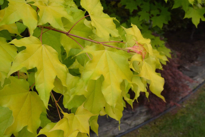 - Acer longipes 'Gold Coin' Golden Maple - Mr Maple │ Buy Japanese Maple Trees