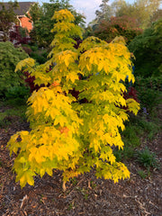 - Acer longipes 'Gold Coin' Golden Maple - Mr Maple │ Buy Japanese Maple Trees